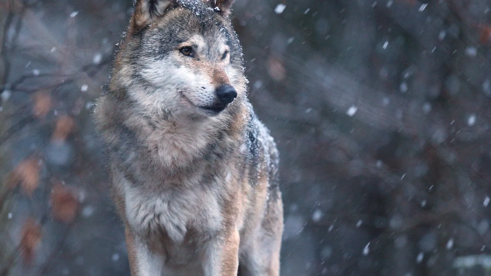 Фото: freepik.com/vladimircech