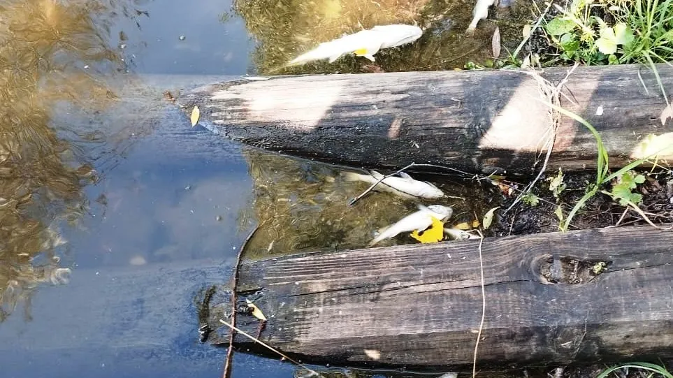 Фото: t.me/g_kashira