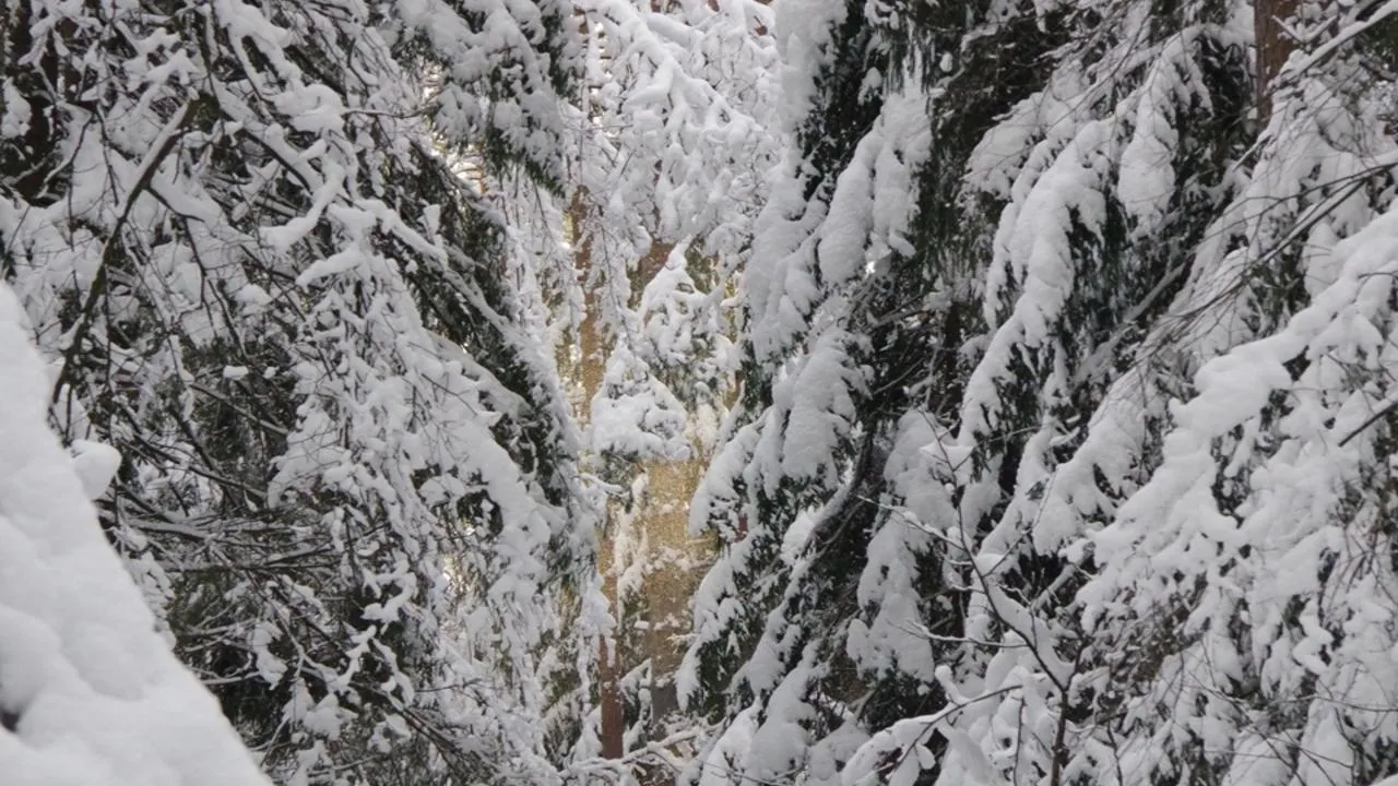 «Зубры в шоке»: циклон «Фрэнсис» вызвал рекордные сугробы в Приокско-Террасном заповеднике