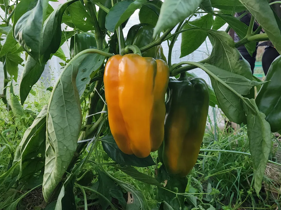 Фото: МедиаБанк Подмосковья/Алена Притула