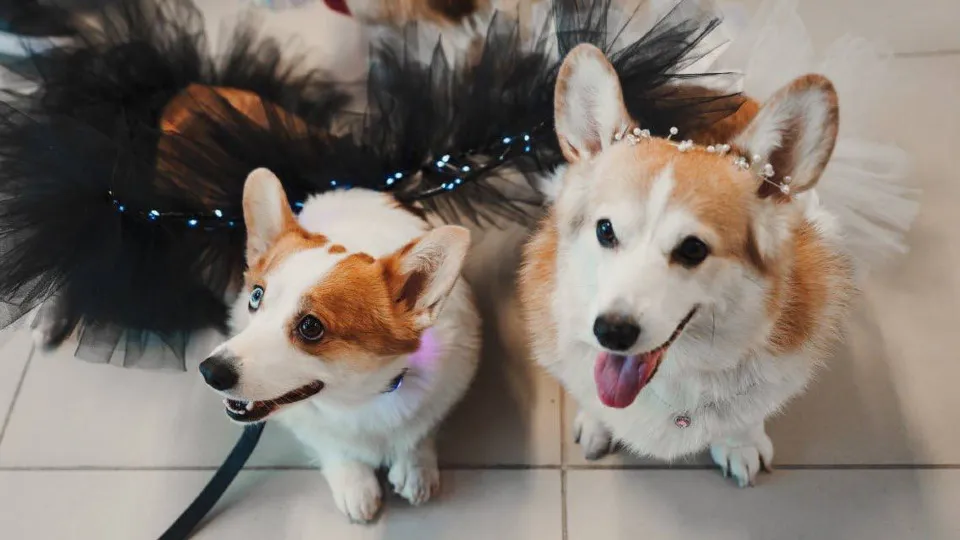 Фото: t.me/dzheglav_sn