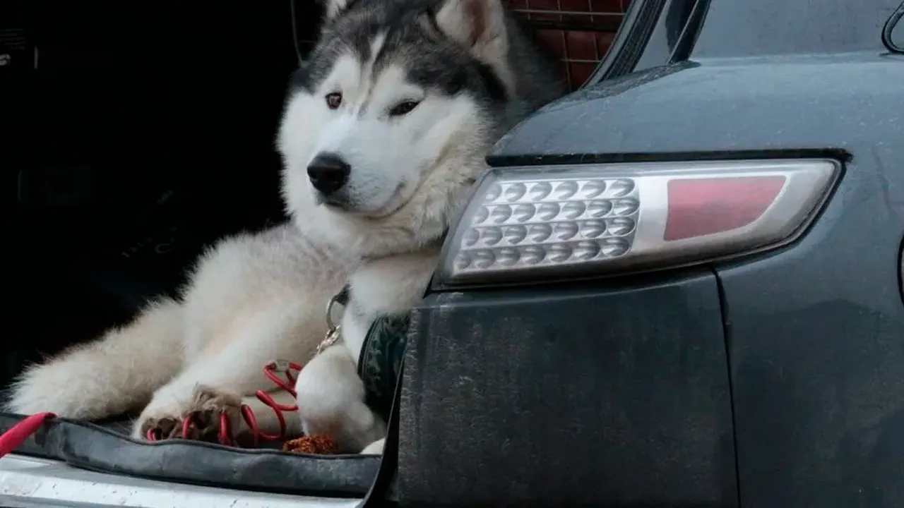 медиасток.рф