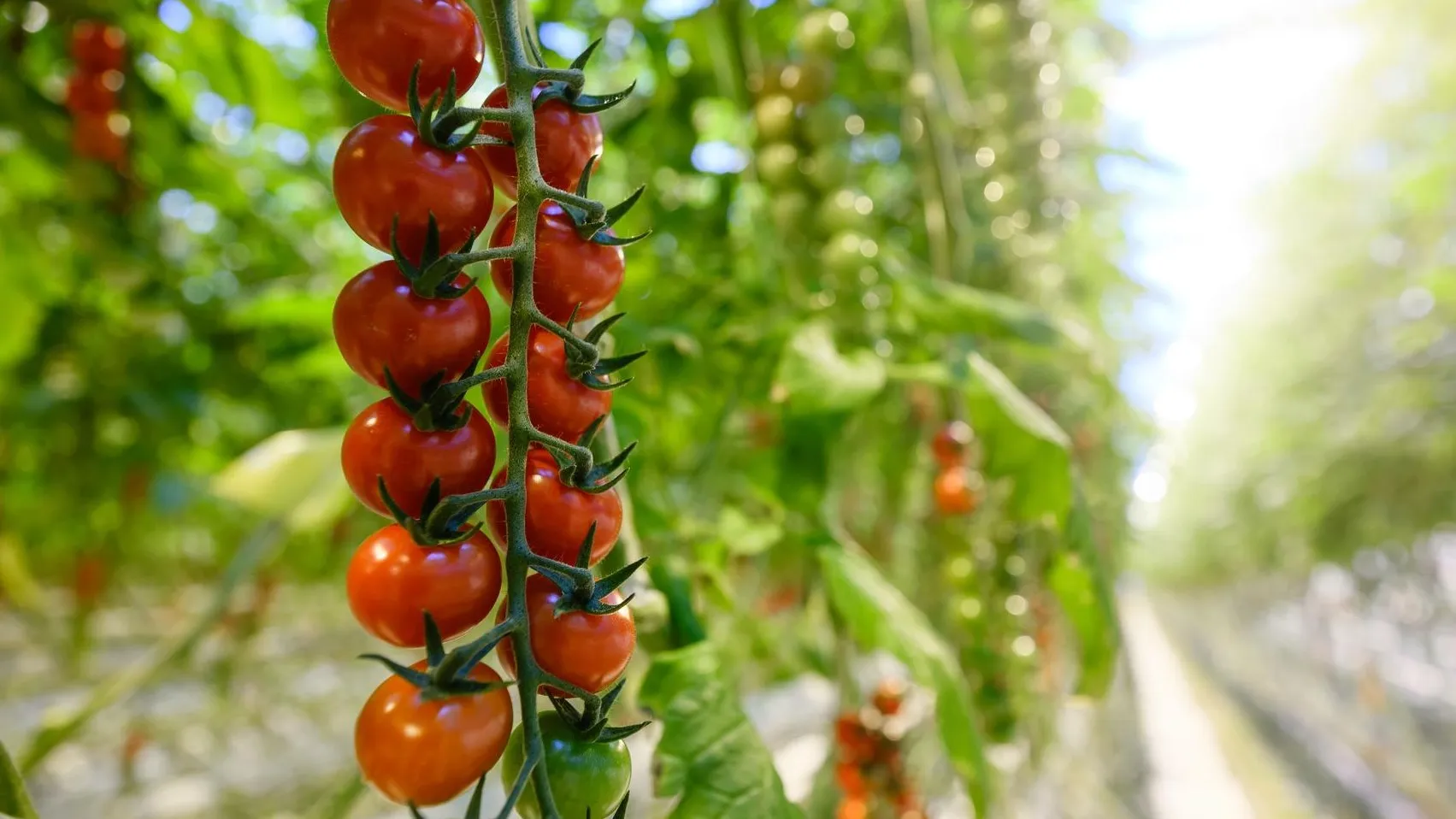 Фото: пресс-служба тепличного комплекса «Подмосковье»