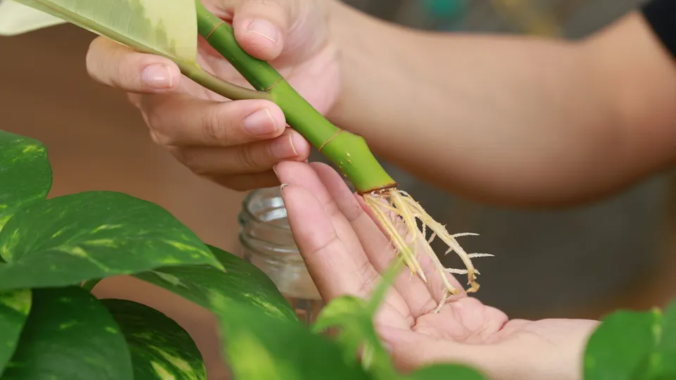 Фото: istockphoto.com/tylim