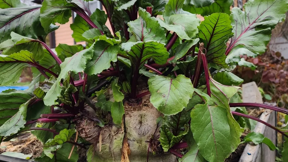 Фото: МедиаБанк Подмосковья/Андрей Семибратов