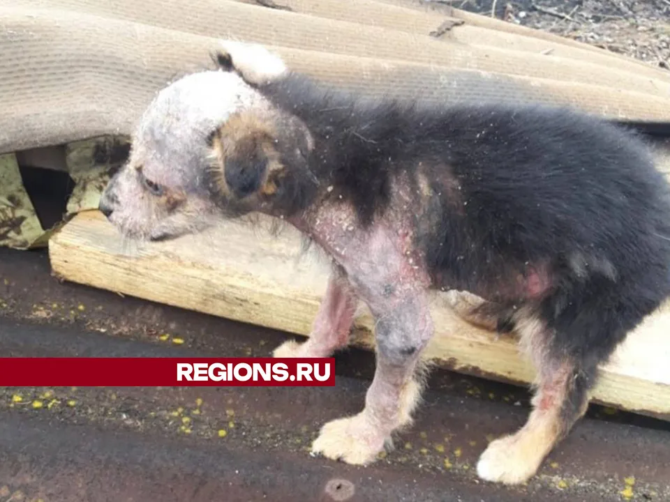 Собаки выглядят страшно, но все равно очень милые. Фото: Татьяна Чебрякова