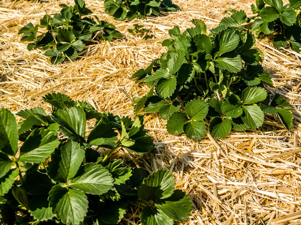 Фото: istockphoto.com