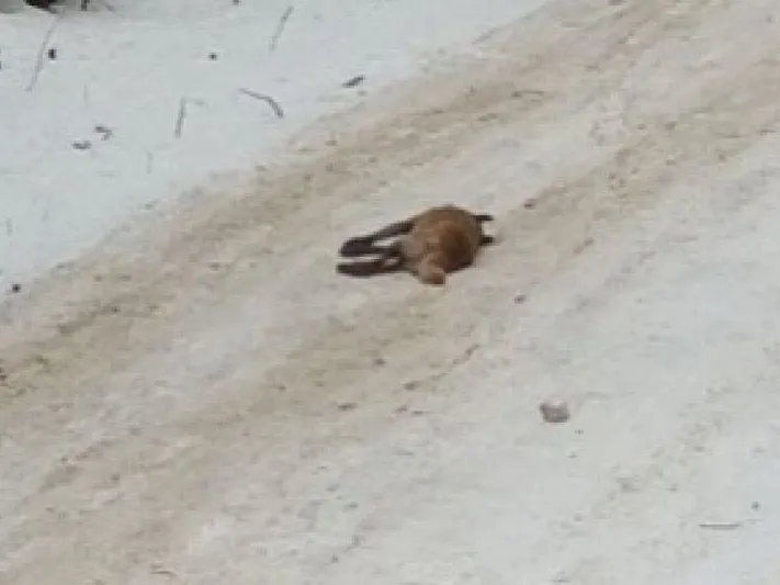 В Смоленске живодеры вышли на тропу войны и травят бездомных собак 