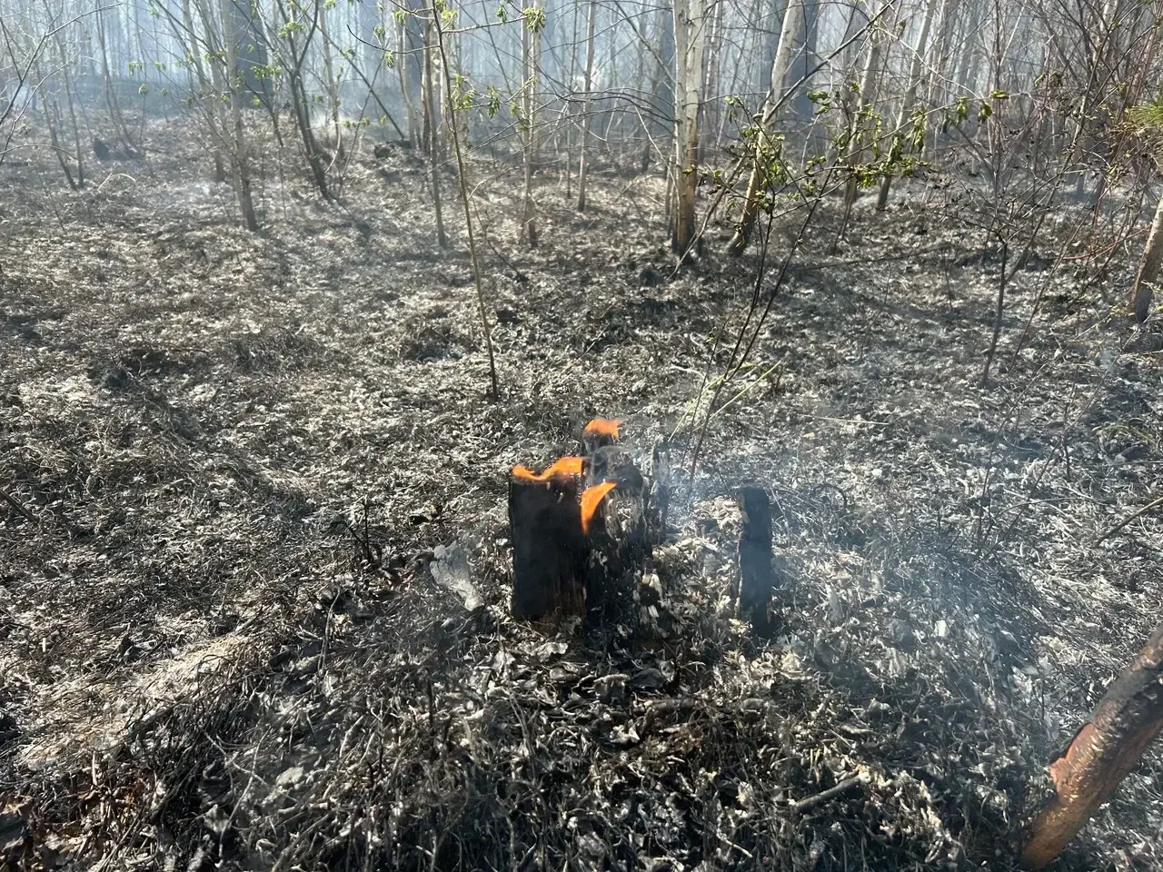 Народный фронт