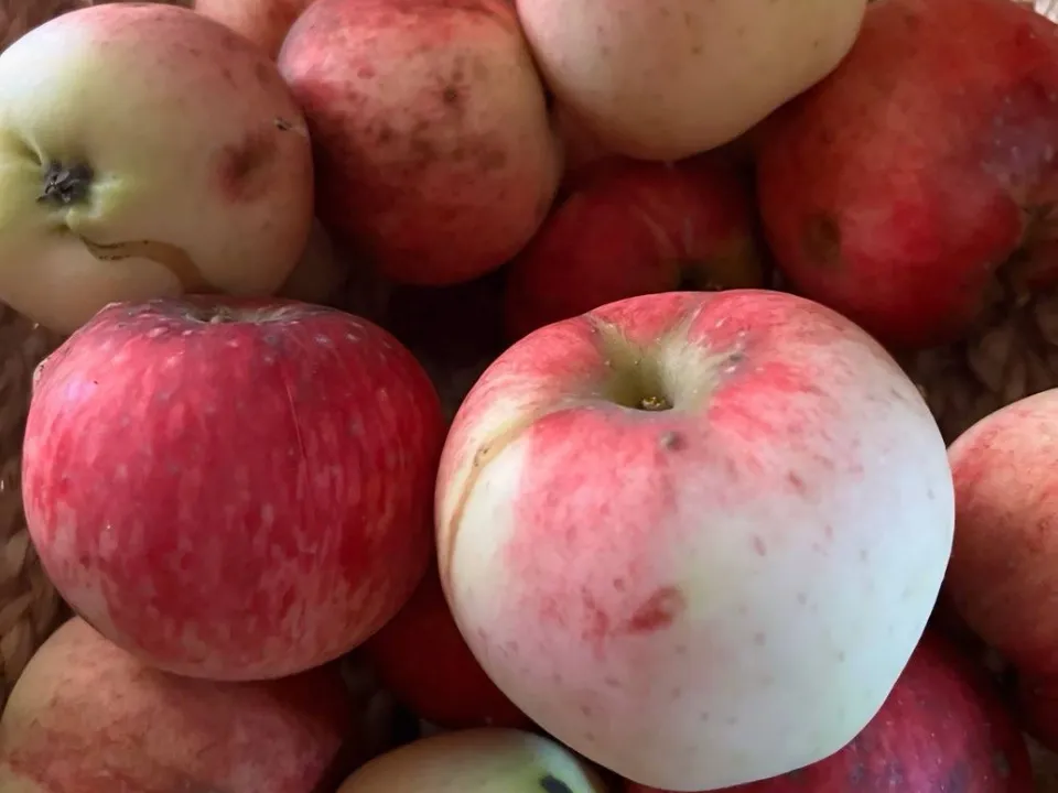 Фото: Наталья Козлова, глава Волоколамского округа