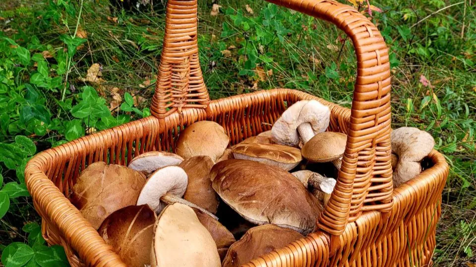 Фото: REGIONS/Анна Иванова