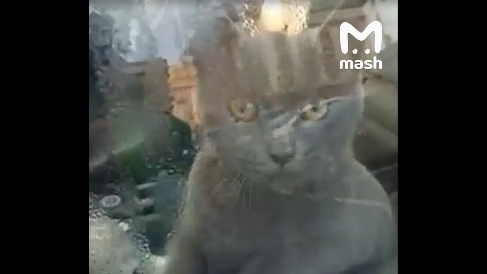 Скриншот из видео