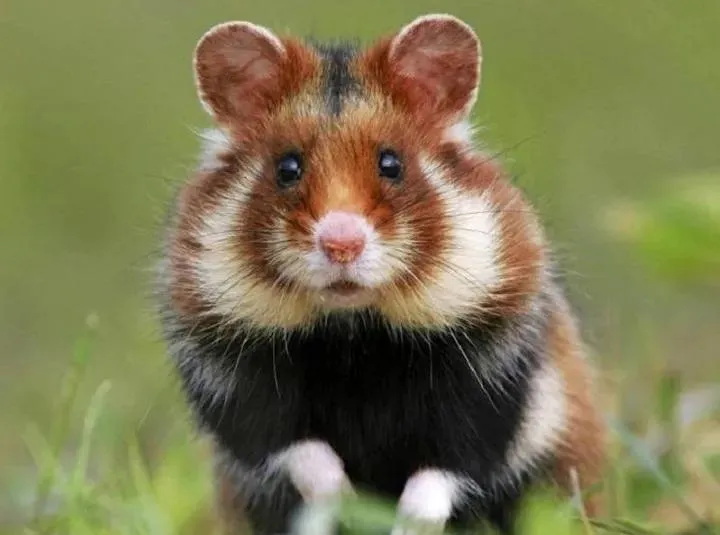 Источник: Минэкологи МО