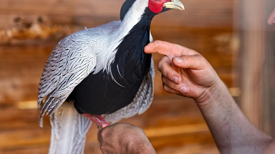 Фото: медиасток.рф