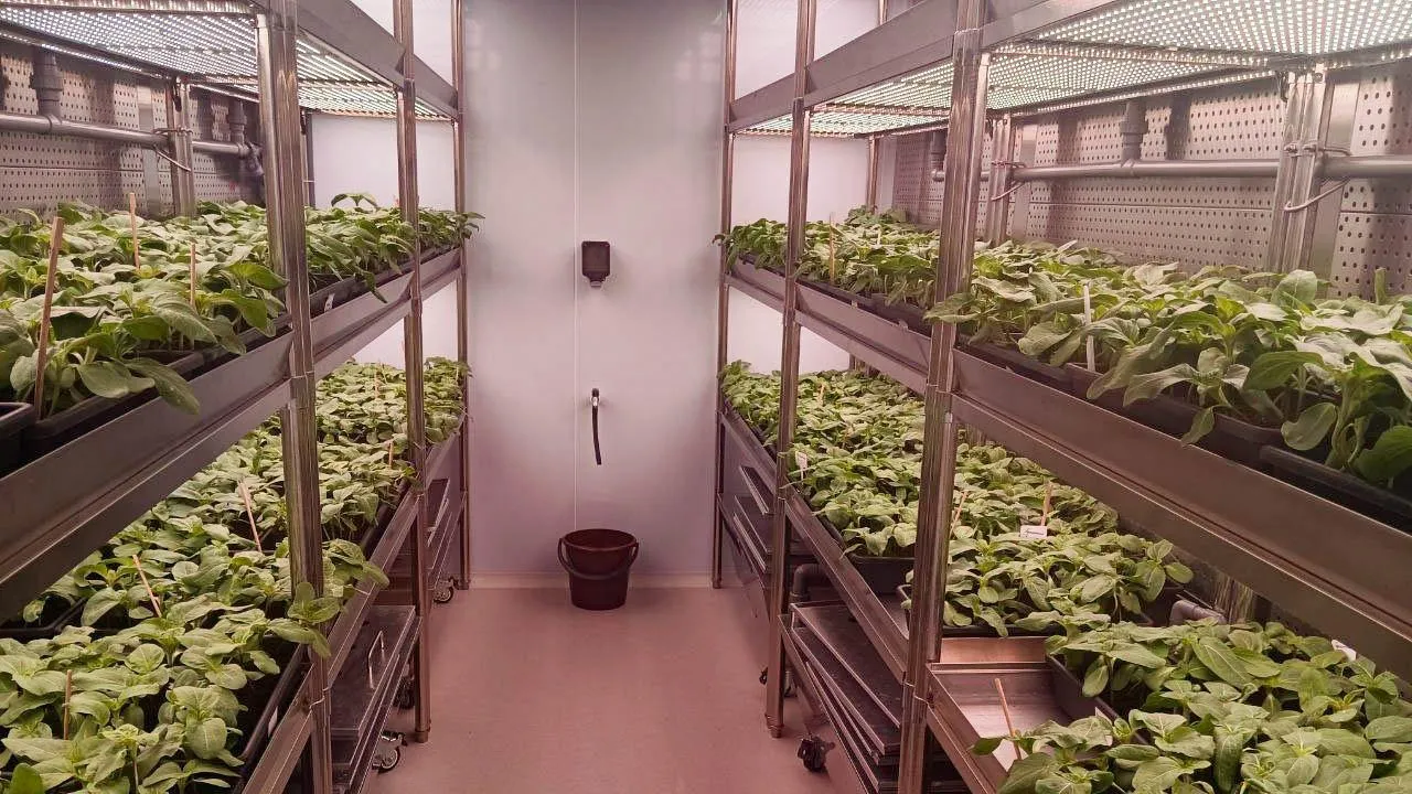 REGIONS/Наталья Пичугина