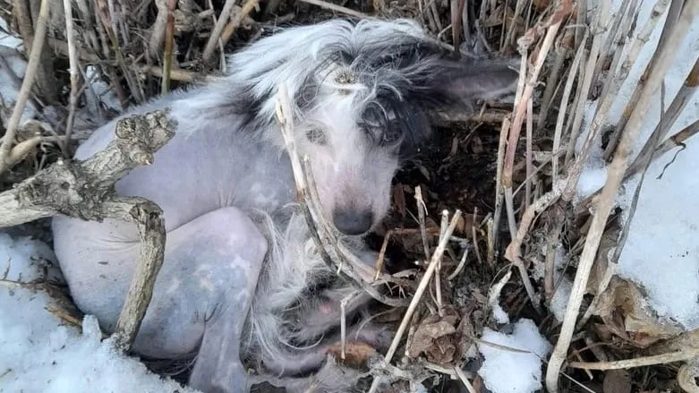 Фото из в ВКонтакте Воскресенск Онлайн / https://vk.com/vosonline