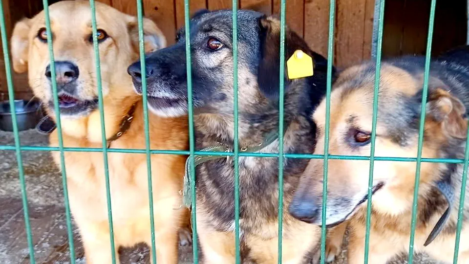 Фото: Администрация Богородского г.о.