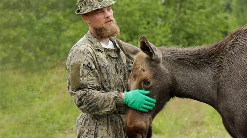 «Отец лосей» из Шаховской набирает добровольцев для помощи животным в горящей Якутии