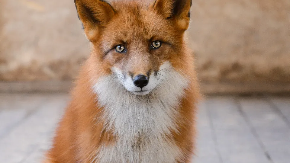 Фото: медиасток.рф