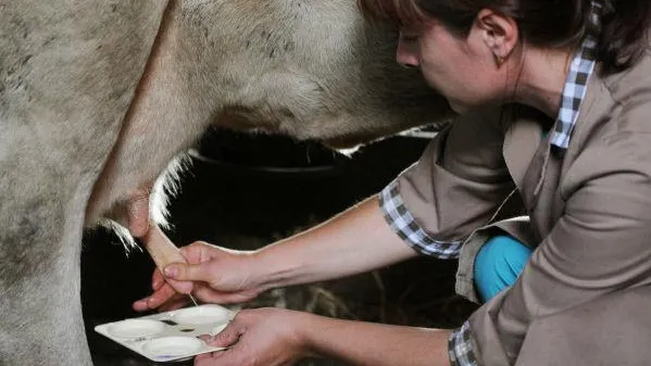 Месячник «Молоко - безопасный продукт» стартовал в МО