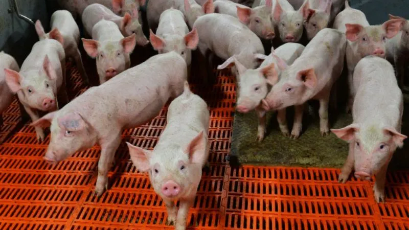Хозяйство в МО, где зафиксировали вспышку АЧС, продало фермеру зараженных поросят