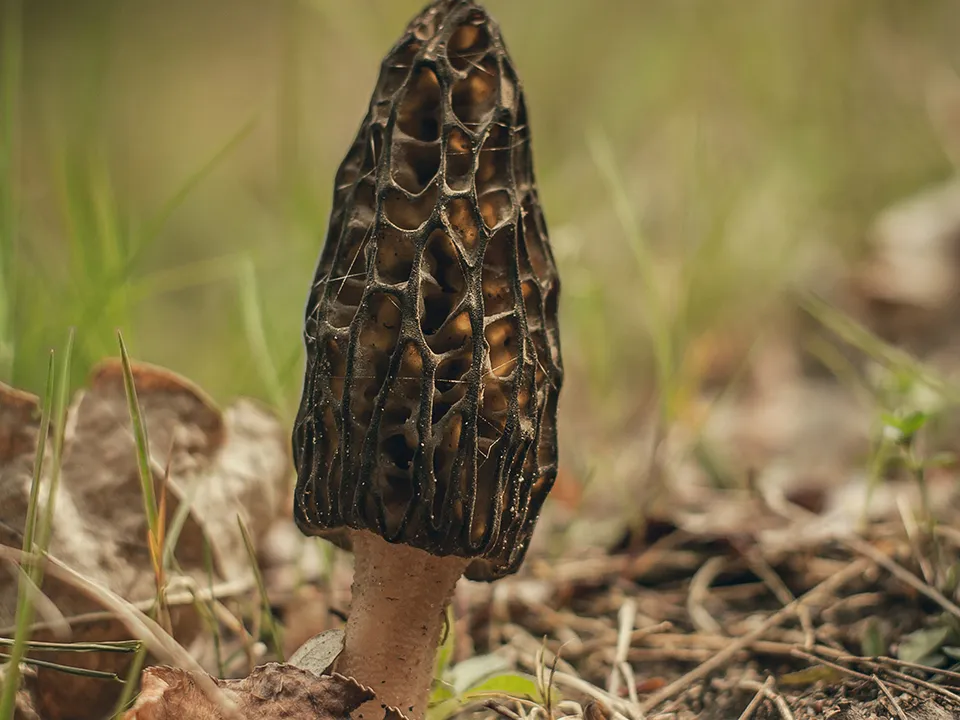 Фото:&nbsp;pxhere.com