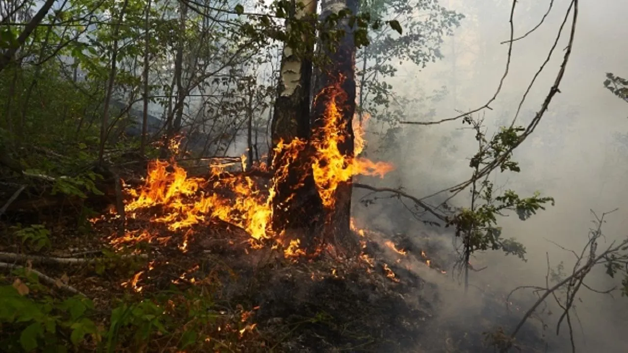 Два лесных пожара потушили в Подмосковье в выходные