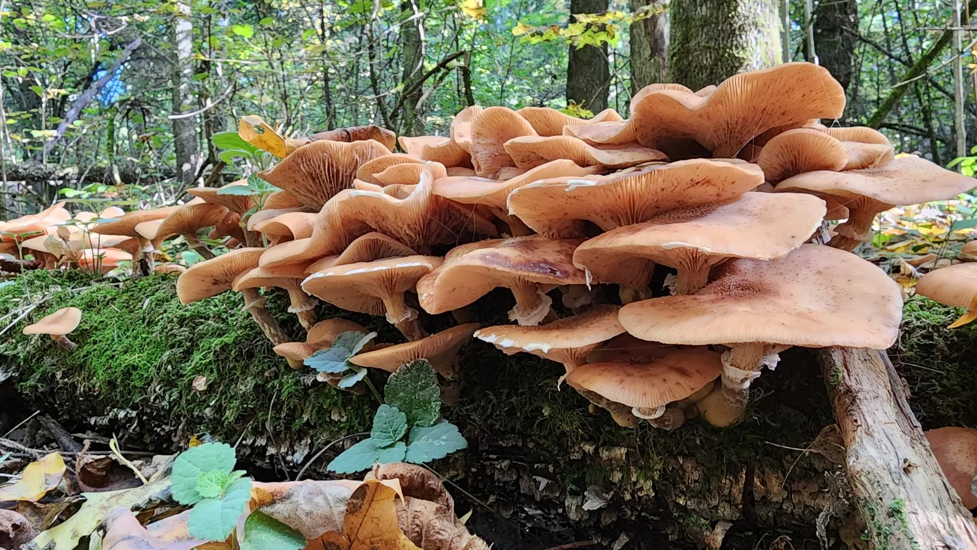 Владимир Киселёв