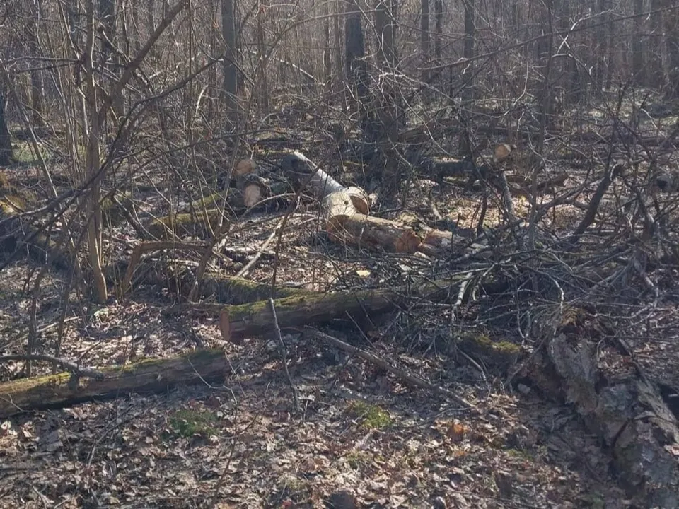 Фото: Комитет лесного хозяйства Московской области