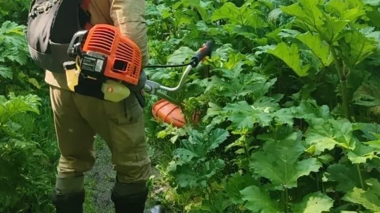 Фото: Орехово-Зуевский филиал ГАУ МО «Мособллес»