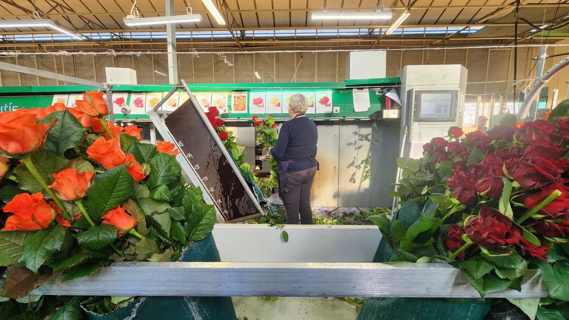 REGIONS/Евгений Рой