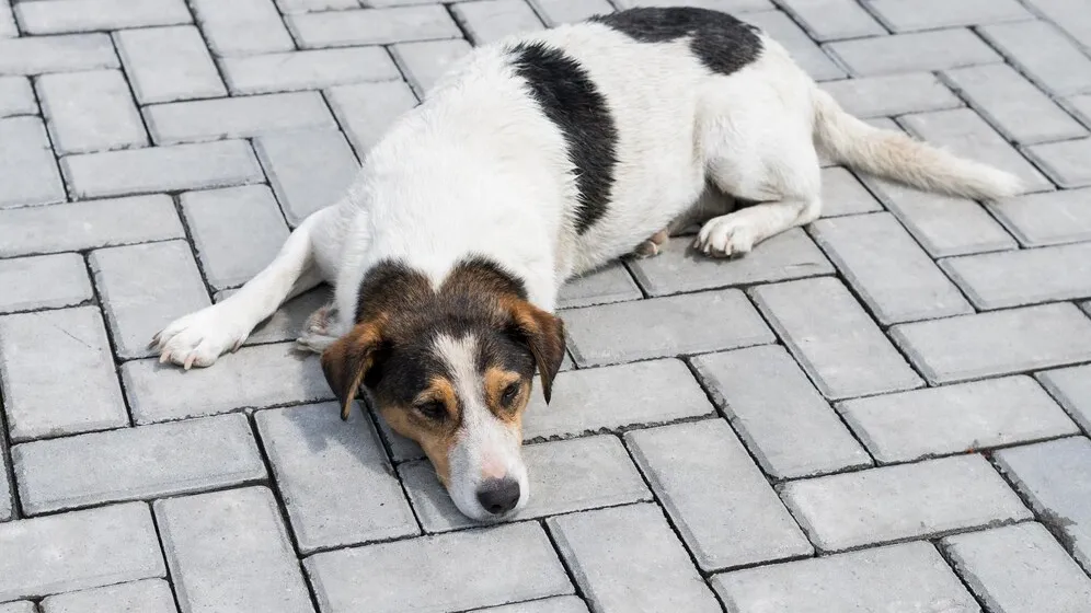 Фото: freepik.com