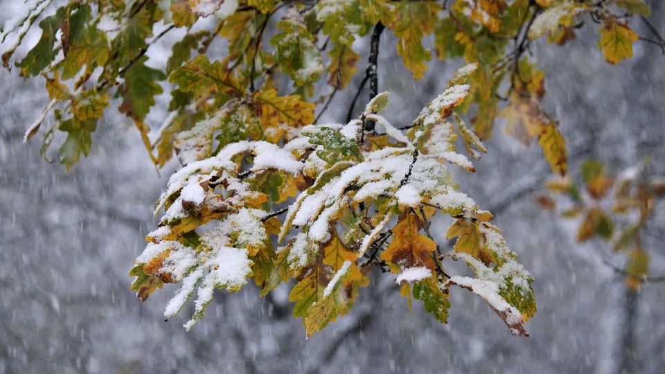 Фото: медиасток.рф