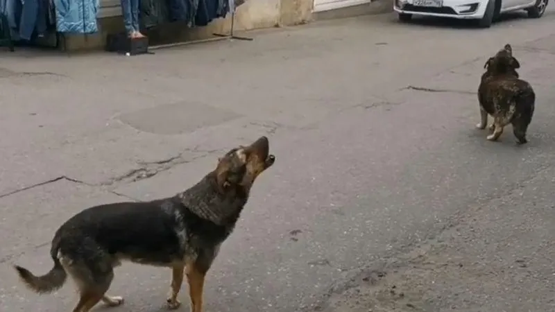 Пес-певец из Жуковского умилил пользователей соцсетей