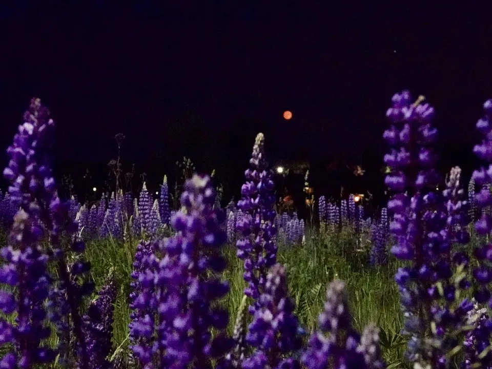 Фото: МедиаБанк Подмосковья/Дарья Леонова