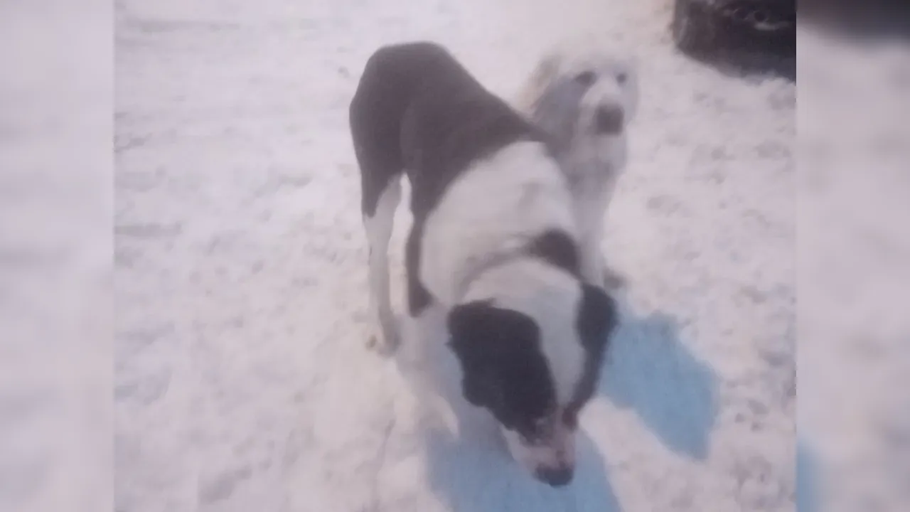 Фото: Краснознаменск НАШ город / vk.com