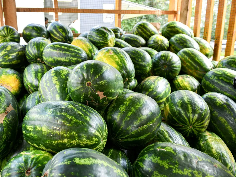 Фото: пресс-служба администрации г.о. Химки