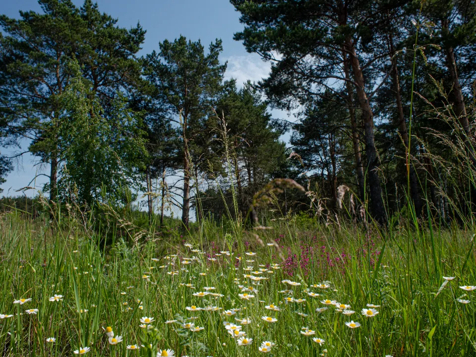 Серебряно-Прудская дубрава<br>Фото: медиасток.рф