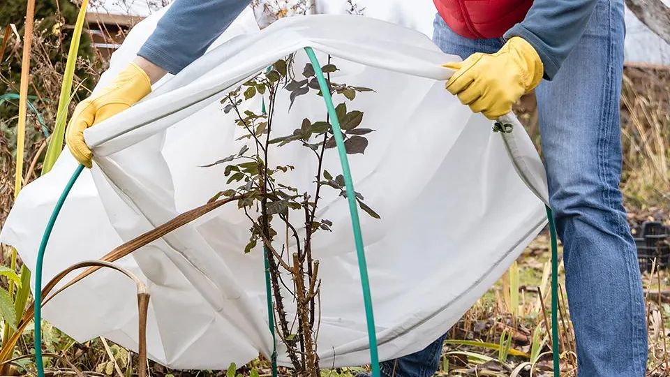 Фото: istockphoto.com/Olga Seifutdinova