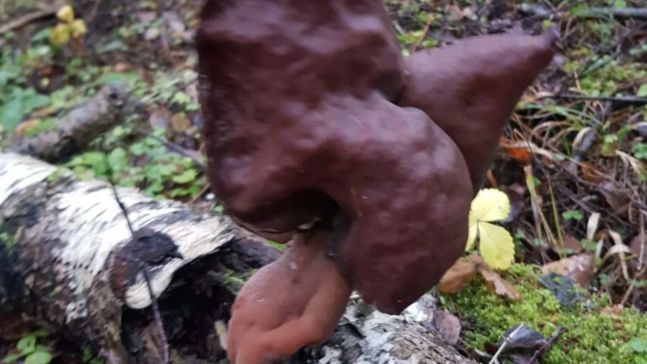 Фото: предоставлено Алексеем Ефремовым