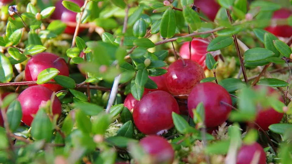 Фото: Приокско-Террасный заповедник/Ольга Калинина