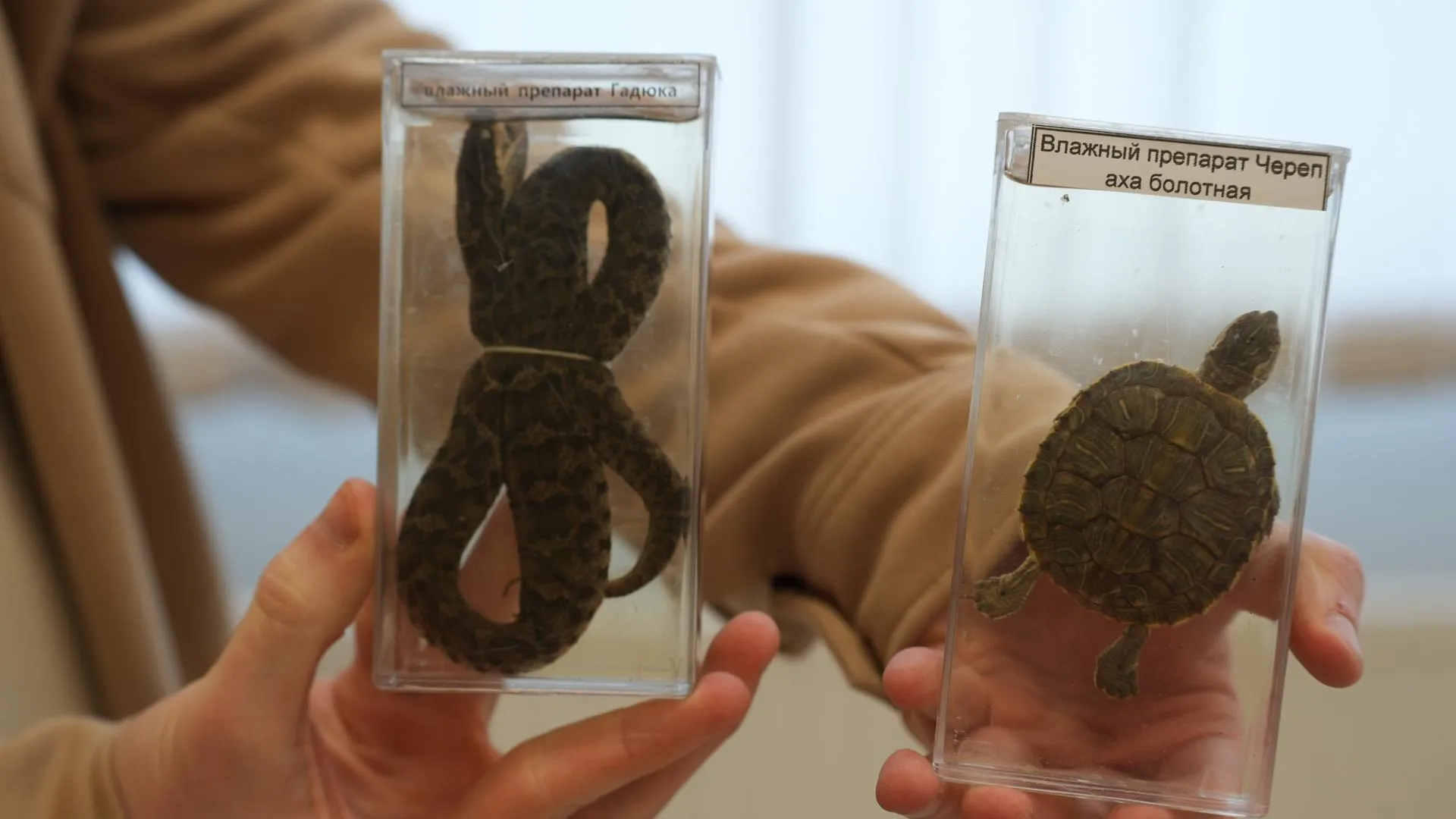 МедиаБанк Подмосковья/Мария Юдина