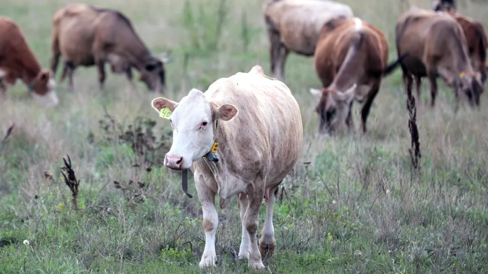 Фото: РИА Новости/Виталий Белоусов