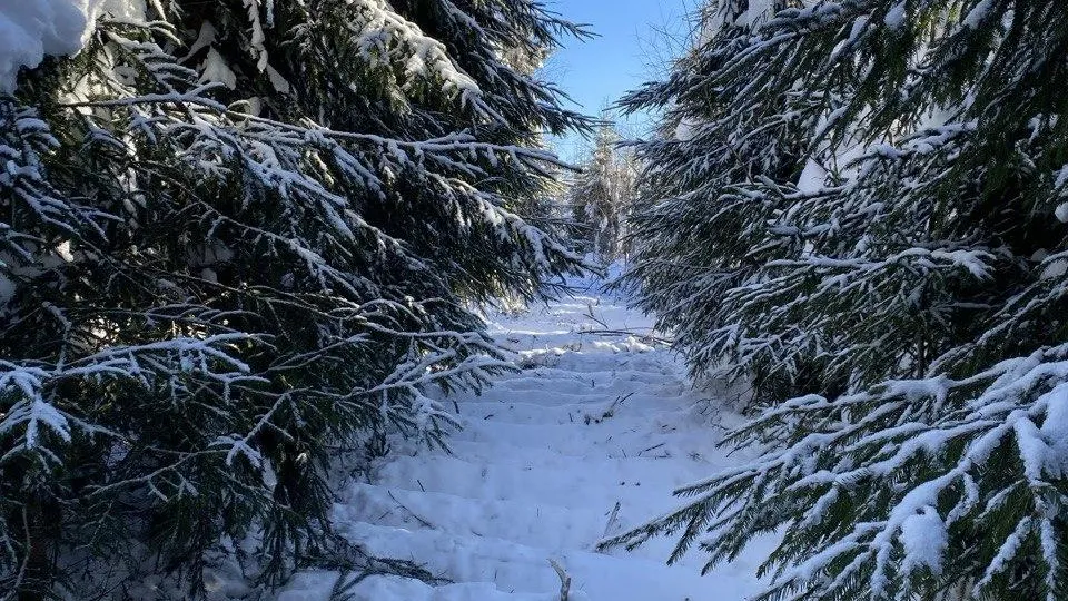 Комитет лесного хозяйства Московской области