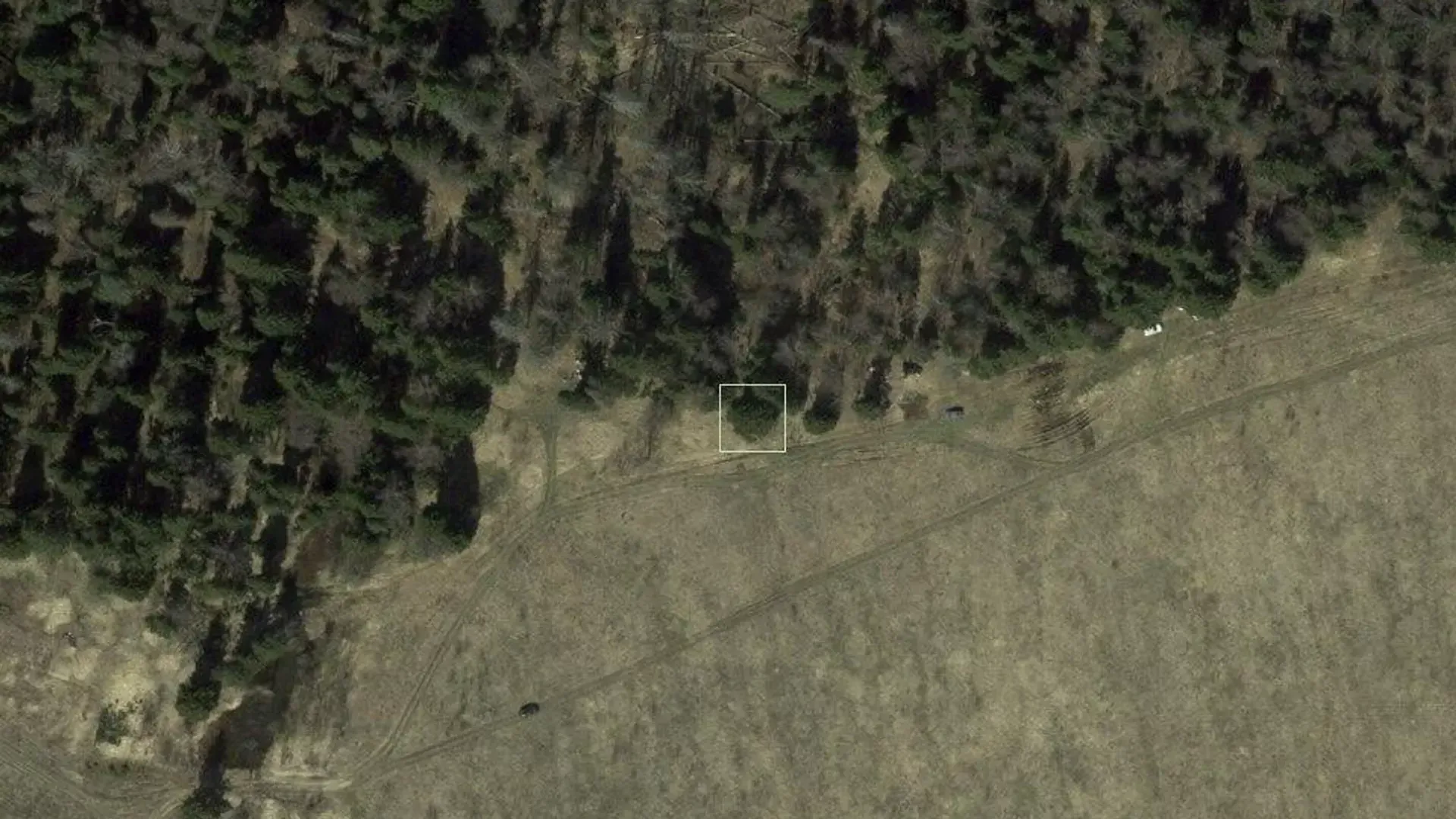 Фото: Рослесинфорг