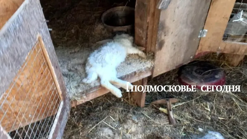 Юлия Лопатина