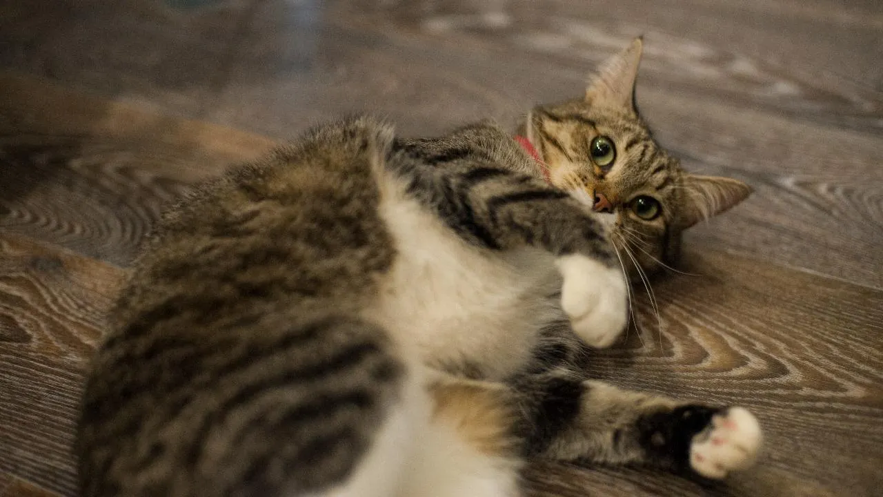 В Подмосковье в 2025 году кошкам поставили 95 тыс. прививок