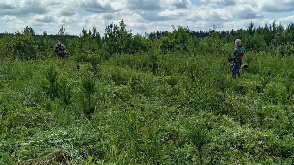 Фото: t.me/gkumol_zve