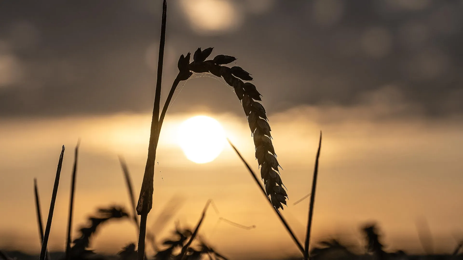 Египет собирается увеличить закупки пшеницы у РФ