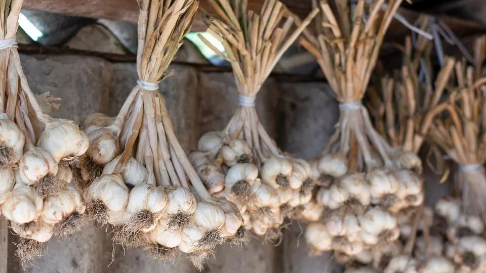 Фото: istockphoto.com/Inna Pylypchuk